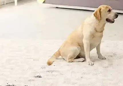 Pet friendly Rug | Columbus Carpet